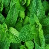 Buy Fresh Spearmint at 280 – La Bendición