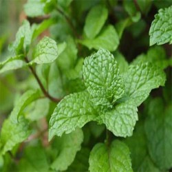 Comprar Hierbabuena Fresca en 280 – La Bendición