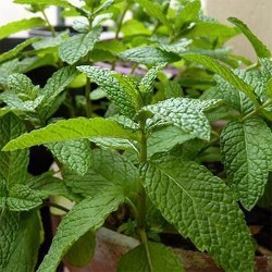 Buy Fresh Spearmint at 280 – La Bendición