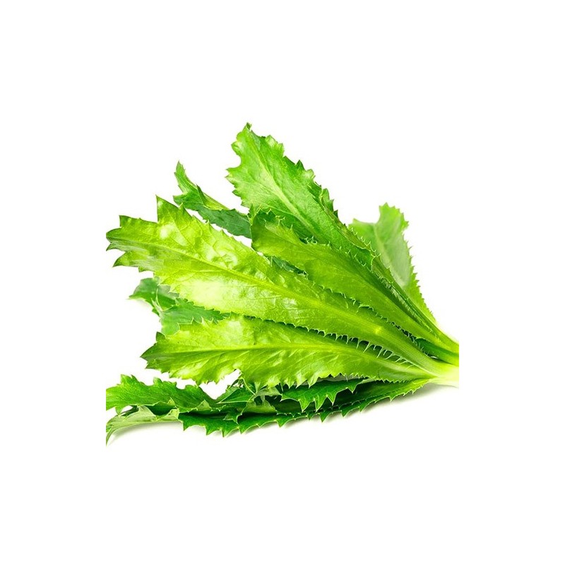 Buy Fresh Culantro at 280 – La Bendición