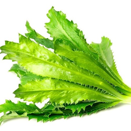Comprar Culantro Fresco en 280 – La Bendición