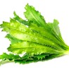 Buy Fresh Culantro at 280 – La Bendición