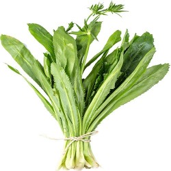 Buy Fresh Culantro at 280 – La Bendición