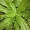 Buy Fresh Culantro at 280 – La Bendición
