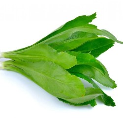 Buy Fresh Culantro at 280 – La Bendición