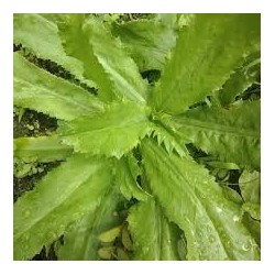 Comprar Culantro Fresco en 280 – La Bendición