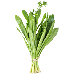 Comprar Culantro Fresco en 280 – La Bendición