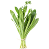 Buy Fresh Culantro at 280 – La Bendición