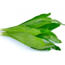 Comprar Culantro Fresco en 280 – La Bendición