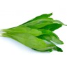 Buy Fresh Culantro at 280 – La Bendición
