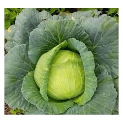 The Cabbage from your Fruit and Vegetable Shop La Bendición on 280