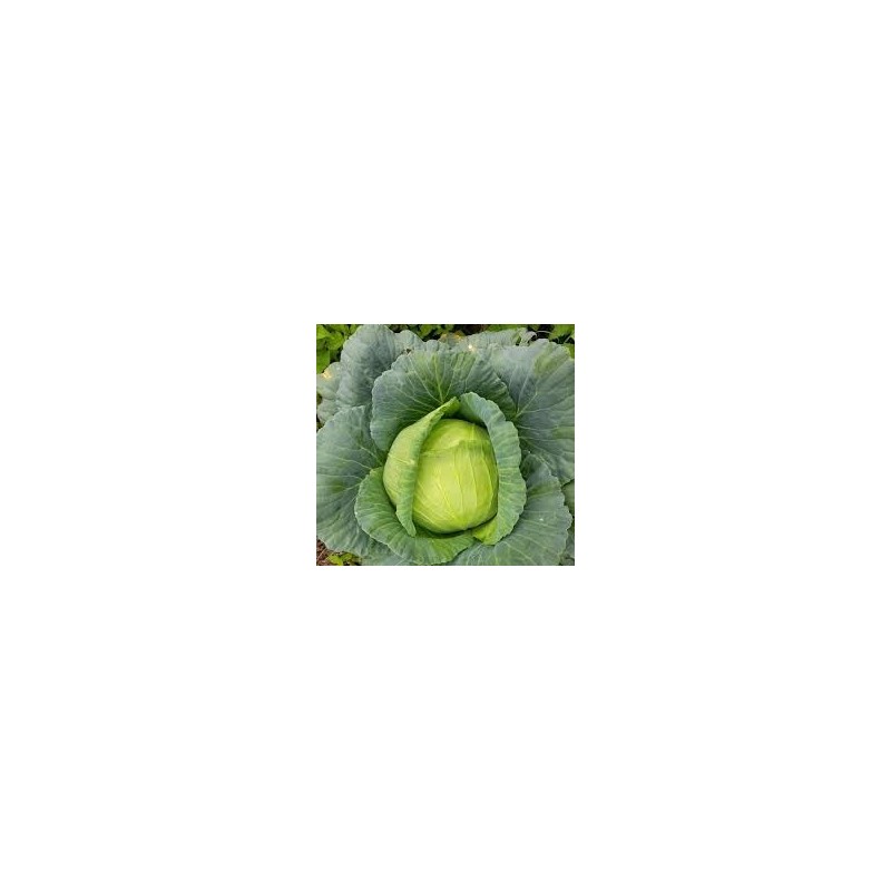 The Cabbage from your Fruit and Vegetable Shop La Bendición on 280