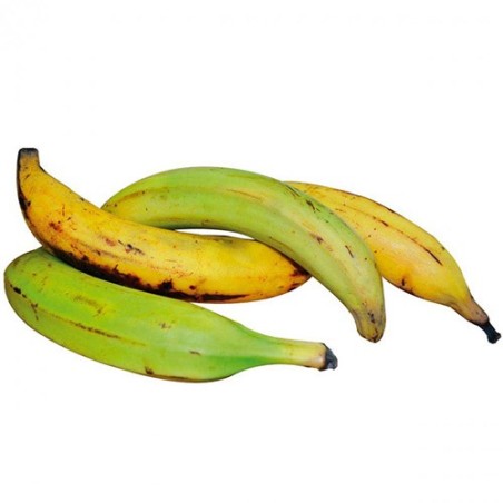 Plátanos Verde