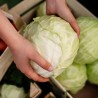Comprar Repollo Fresco en 280 – La Bendición