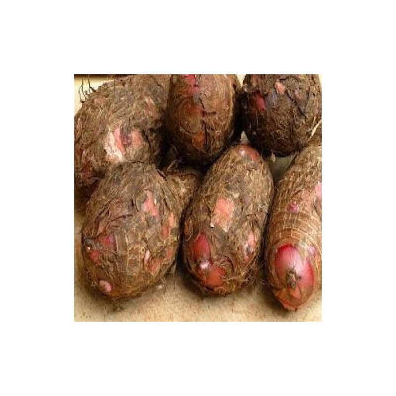 🌱 El quequisque o tiquisque es un tubérculo muy tradicional en Nicaragua, con gran valor cultural y nutricional.