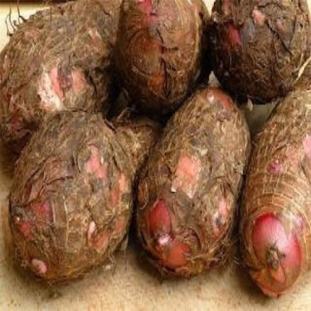 🌱 El quequisque o tiquisque es un tubérculo muy tradicional en Nicaragua, con gran valor cultural y nutricional.