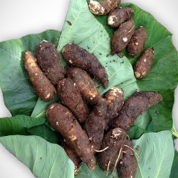 Buy Fresh Tiquisque at 280 – La Bendición