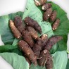Buy Fresh Tiquisque at 280 – La Bendición