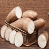 Comprar Yuca Fresca en 280 – La Bendición