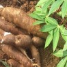 Buy Fresh Cassava at 280 – La Bendición