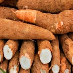 Comprar Yuca Fresca en 280 – La Bendición