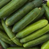 Buy Fresh Cucumbers at 280 – La Bendición