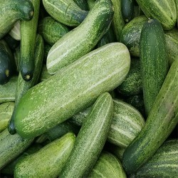 Buy Fresh Cucumbers at 280 – La Bendición