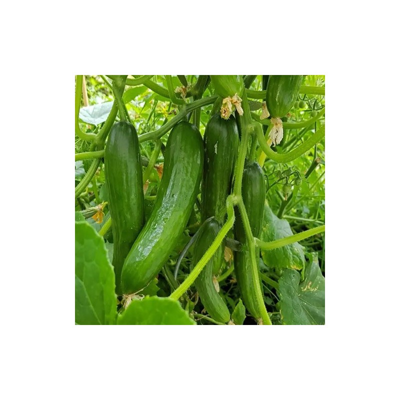 Cucumber – The Blessing (280)