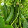 Cucumber – The Blessing (280)