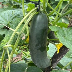 Buy Fresh Cucumbers at 280 – La Bendición
