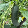 Buy Fresh Cucumbers at 280 – La Bendición