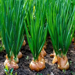 Comprar Cebollas Frescas en 280 – La Bendición