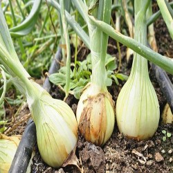 Comprar Cebollas Frescas en 280 – La Bendición