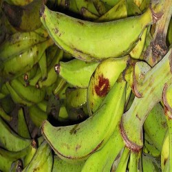 “Plátanos verdes frescos en 280 con La Bendición 🌿🍌 Ideales para tostones y sopas."