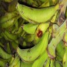 “Plátanos verdes frescos en 280 con La Bendición 🌿🍌 Ideales para tostones y sopas."