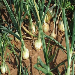 Buy Fresh Onions at 280 – La Bendición