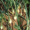 Buy Fresh Onions at 280 – La Bendición