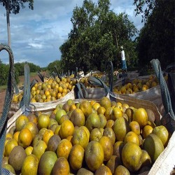 Comprar Naranjas Frescas en 280 – La Bendición