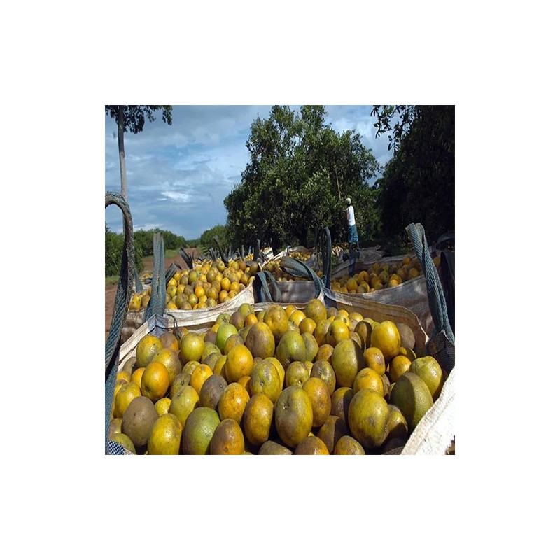 Buy Fresh Oranges at 280 – La Bendición