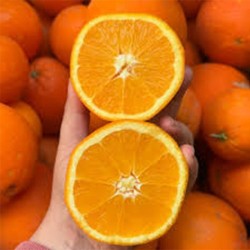 Buy Fresh Oranges at 280 – La Bendición