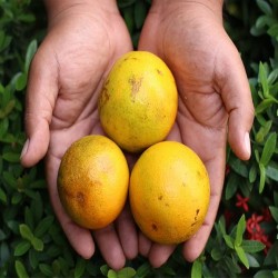 Buy Fresh Oranges at 280 – La Bendición