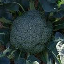 Buy Fresh Broccoli at 280 – La Bendición