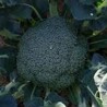 Buy Fresh Broccoli at 280 – La Bendición