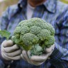 Buy Fresh Broccoli at 280 – La Bendición