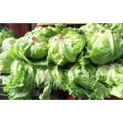 Buy Fresh Lettuce at 280 – La Bendición