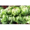 Buy Fresh Lettuce at 280 – La Bendición