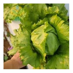 Buy Fresh Lettuce at 280 – La Bendición