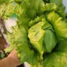 Buy Fresh Lettuce at 280 – La Bendición