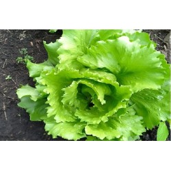 Lettuce – The Blessing (280)