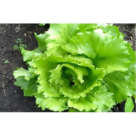 Lettuce – The Blessing (280)